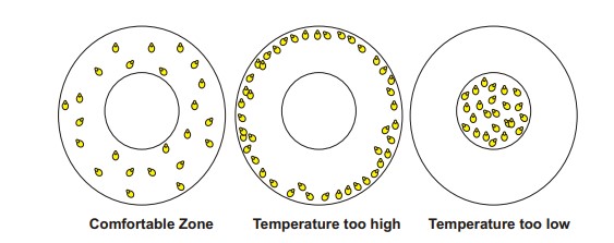 Chicks arrangement under different temperature