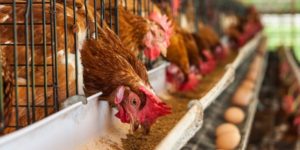 A Beginner’s Guide to Layer Farming