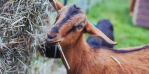 The Foods That Goats Eat