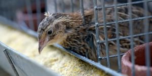 The Nutritional Requirements of Quails