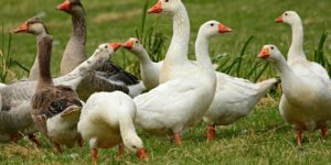 The Nutritional Requirements of Ducks & Geese