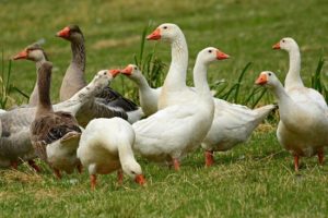ducks and geese nutritional requirements