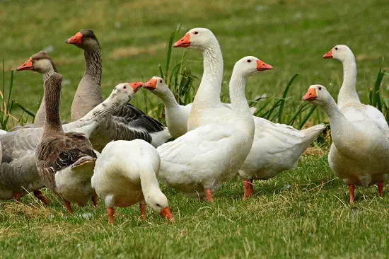 ducks and geese nutritional requirements
