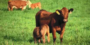 Grass Tetany (Hypomagnesemia) in Cattle