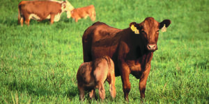 Grass Tetany (Hypomagnesemia) in Cattle