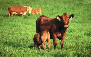 Grass Tetany in Cattle
