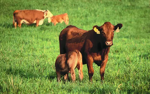 Grass Tetany in Cattle