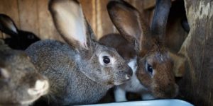 10 Rabbit Farming Facts and Success Tips