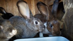 Rabbit Farming Facts