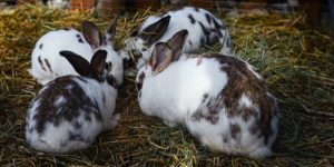 A Beginner’s Guide to Rabbit Farming