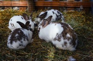 Raising Rabbits for Profit