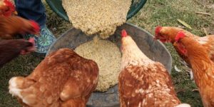 Fermented Feed and Its Benefits to Chickens