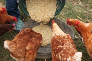 Fermented Feed for Chickens