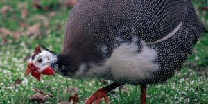 The Nutritional Requirements of Guinea Fowls