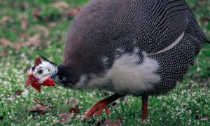 Guinea Fowl