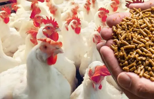 Poultry Feed Price Hike