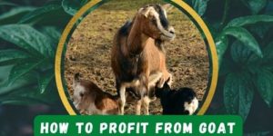 5 Cool Ways to Profit from Goat Farming