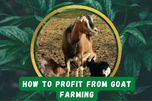 Profit from Goat Farming