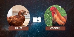 Pullet Vs Cockerel