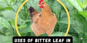 The Importance and Uses of Bitter Leaf in Poultry Farming