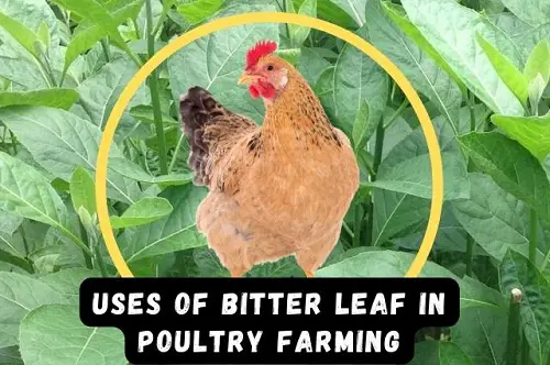 Uses of Bitter Leaf in Poultry Farming