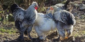 Brahma Chicken Breed: History, Features, Pros & Cons