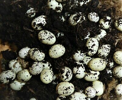 Snail Eggs Hatching