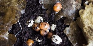 How to Hatch Snail Eggs Easily