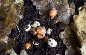 Snail hatchlings