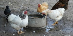 The Importance of Water Treatment in Livestock Farming