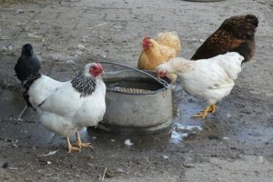 Water treatment in livestock farms