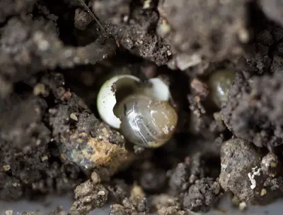 snail eggs hatchling