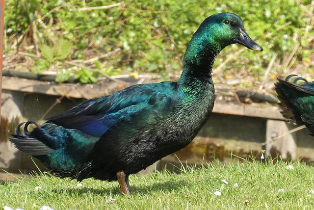 Cayuga Duck