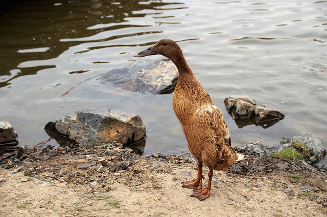 Indian Runner Duck