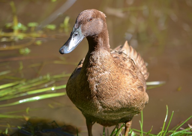 Khaki Campbell Duck