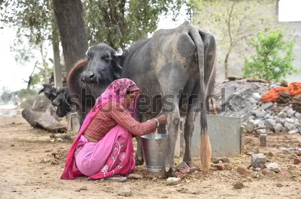 Milking buffalo
