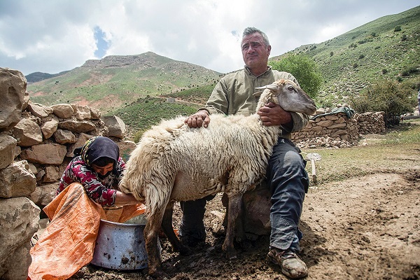 Milking sheep