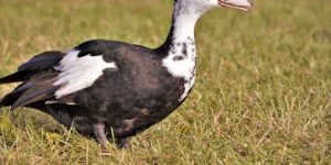 6 Most Common Domestic Duck Breeds