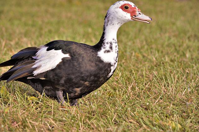 Muscovy Duck