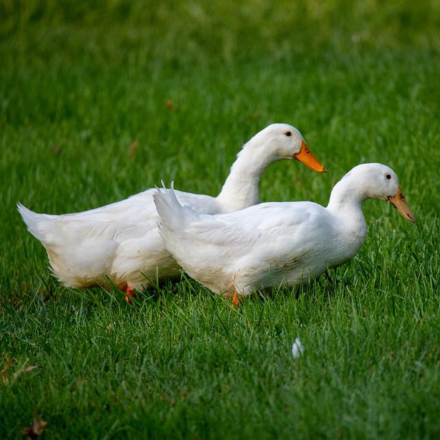 Pekin Ducks