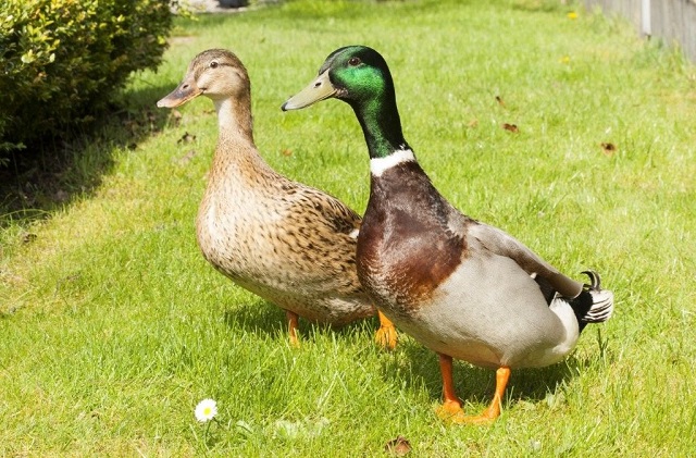 Rouen Ducks