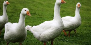 Interesting Facts About Ducks and Geese