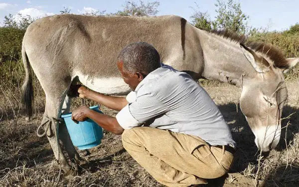 milking donkey