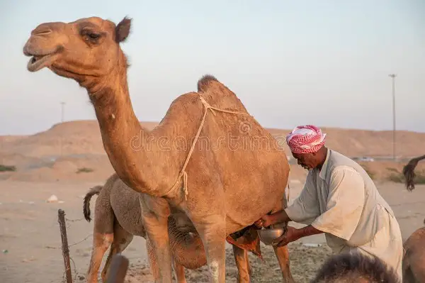 milking female camel