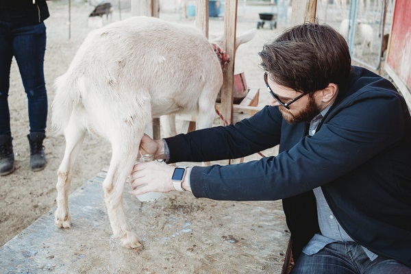 milking goat