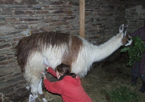 milking llama