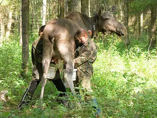 milking moose or elk
