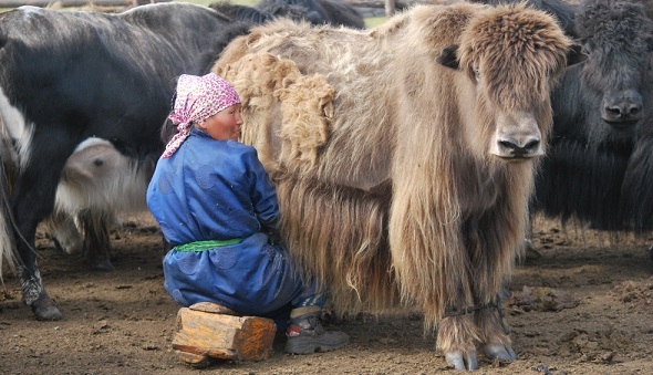 milking yak