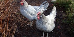 Top 14 Breeds of Chickens Best for Backyard Farming