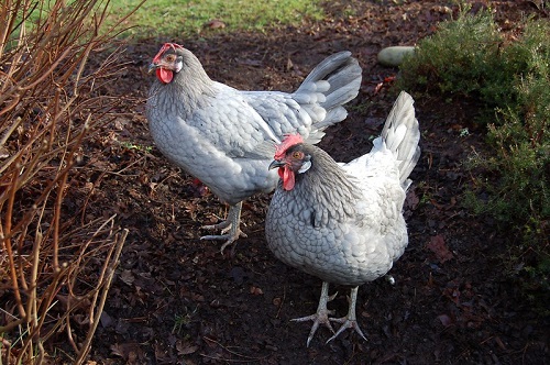 Andalusian Chicken